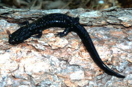 Image of Black Salamander