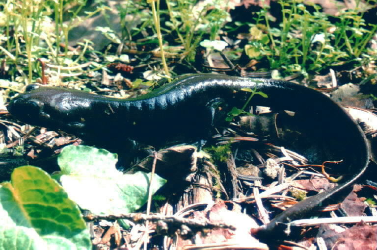 Image of Northwestern Salamander