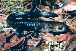 Image of Northwestern Salamander