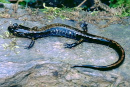 Image of Dunn's Salamander