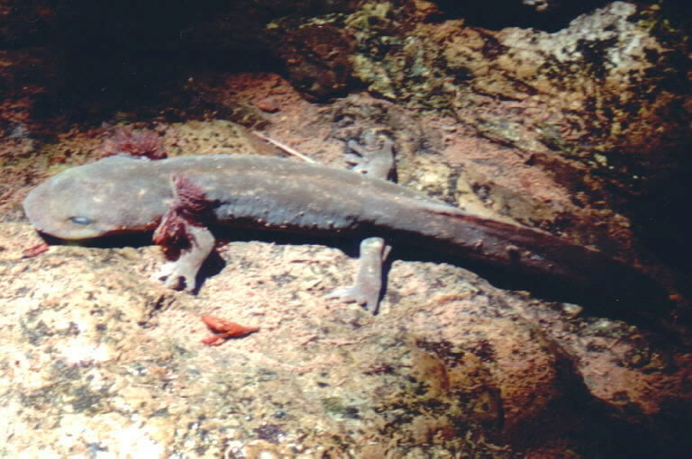 Image of California Giant Salamander