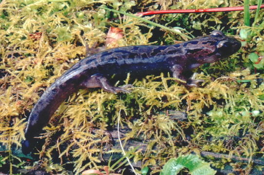 Image of Coastal Giant Salamander