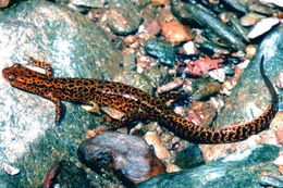 Image of Longtail Salamander