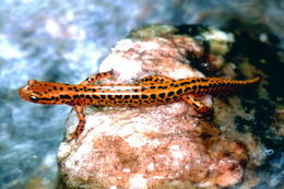 Image of Longtail Salamander