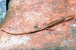 Image of Longtail Salamander