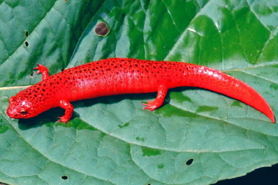 Image of Red Salamander