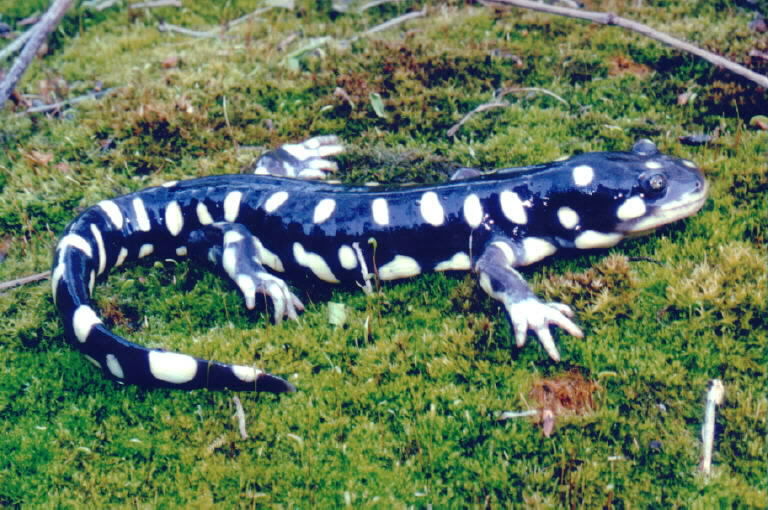 Image of California Tiger Salamander