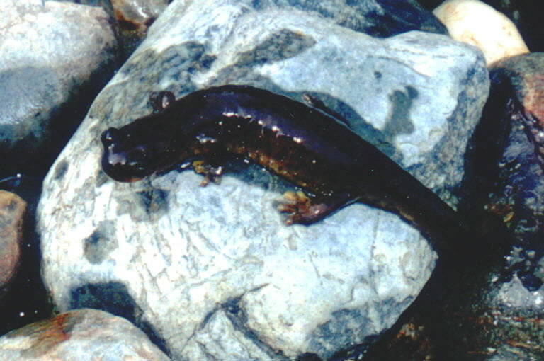 Image of Southern Torrent Salamander