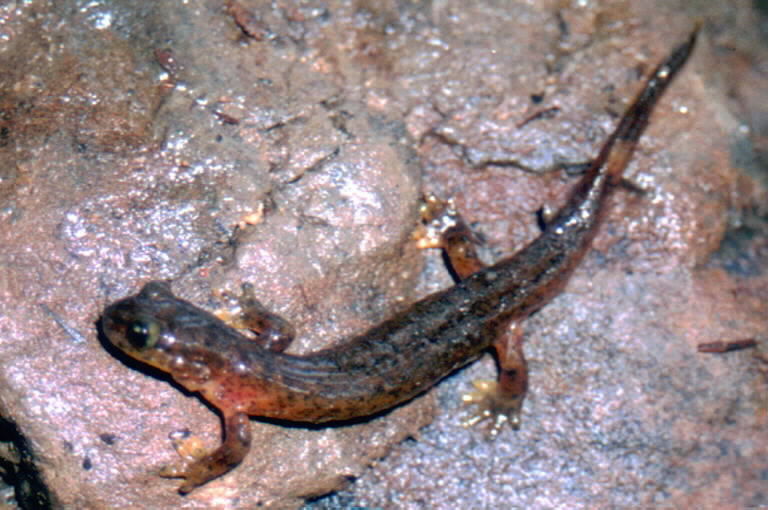 Image of Southern Torrent Salamander