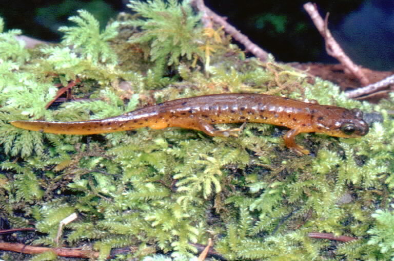 Image of Southern Torrent Salamander