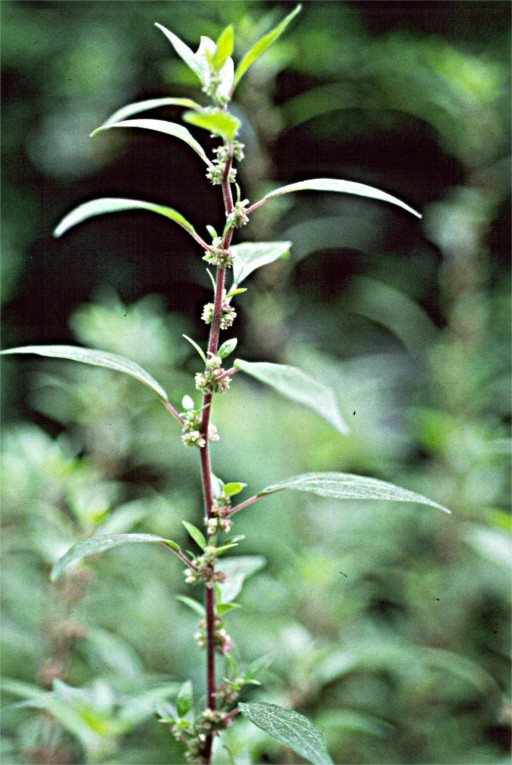 Imagem de Parietaria judaica L.