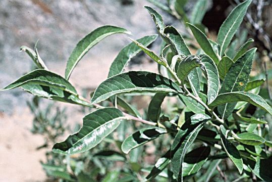 Image of Brewer's willow