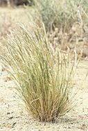 Imagem de <i>Stipa speciosa</i>