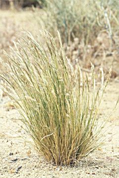 Image of <i>Stipa speciosa</i>