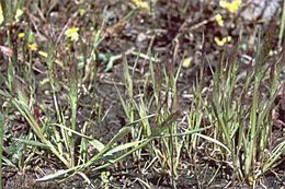 Sivun Agrostis microphylla Steud. kuva