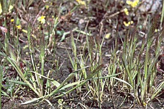 Sivun Agrostis microphylla Steud. kuva