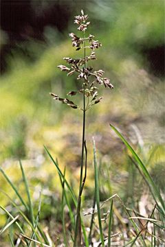Image of <i>Poa pratensis</i> ssp. <i>agassizensis</i>