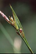 Image of Brainerd's sedge