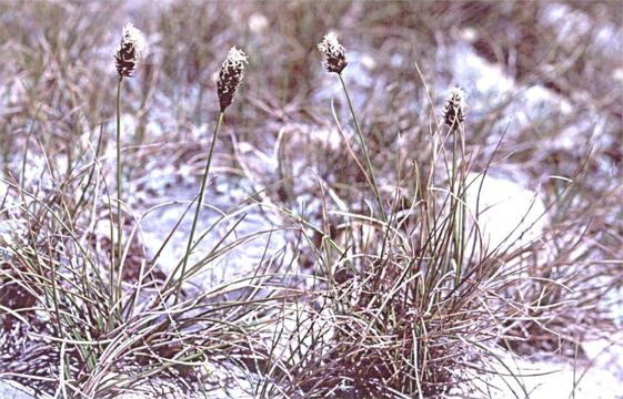 Image of Brewer's sedge