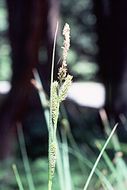 Image of Yosemite sedge
