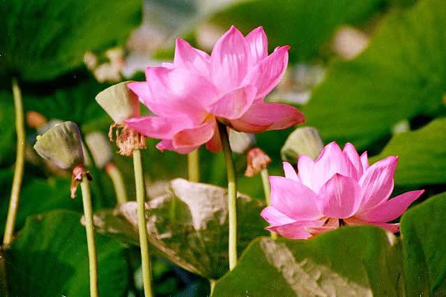 Image of sacred lotus