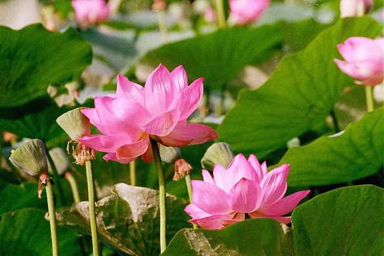 Image of sacred lotus