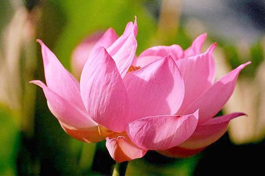 Image of sacred lotus