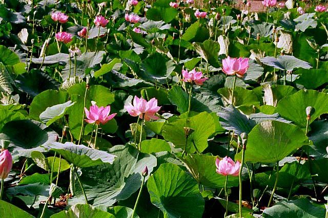 Image of sacred lotus