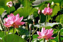 Image of sacred lotus