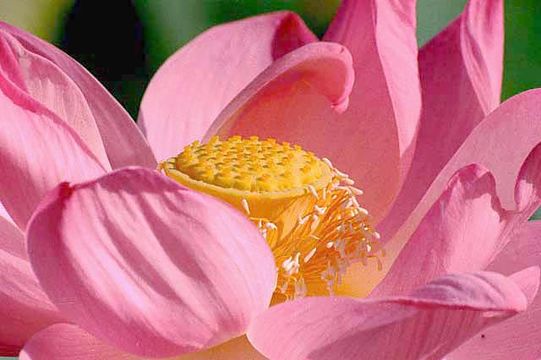 Image of sacred lotus