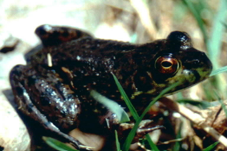 Image of American Bullfrog