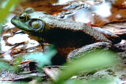 Image of American Bullfrog