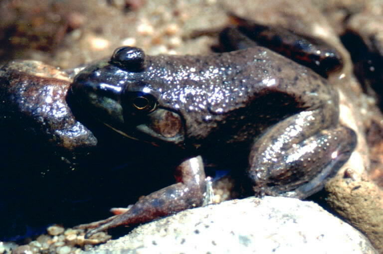 Image of American Bullfrog