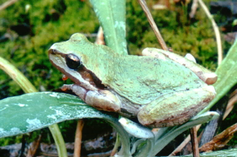 Image of Northern Pacific Treefrog