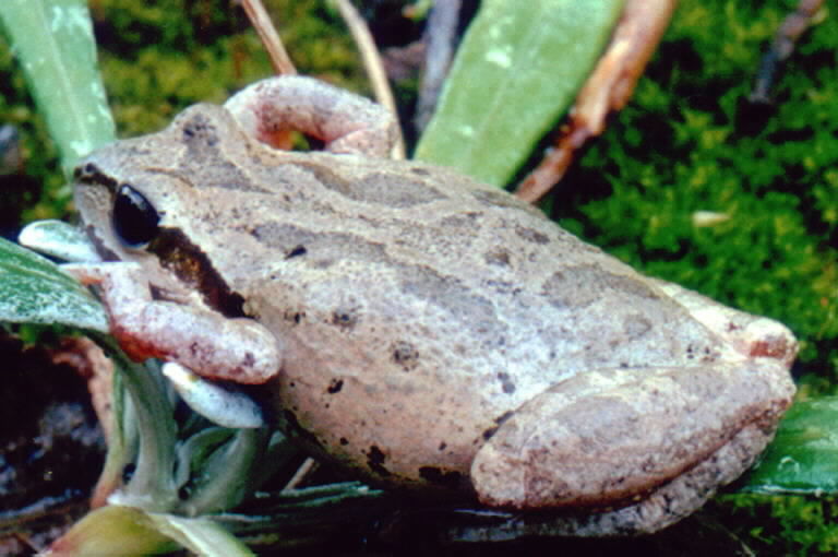 Image of Northern Pacific Treefrog