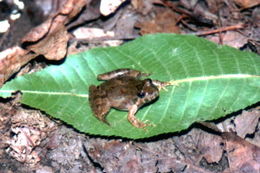 Image of Blanchard's cricket frog