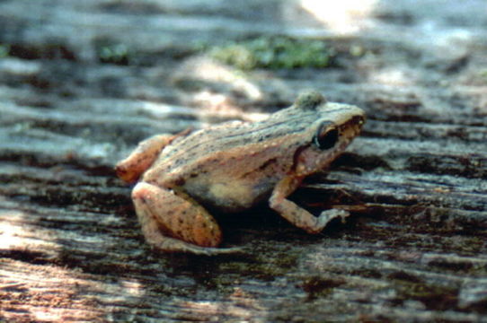 Image of Greenhouse Frog