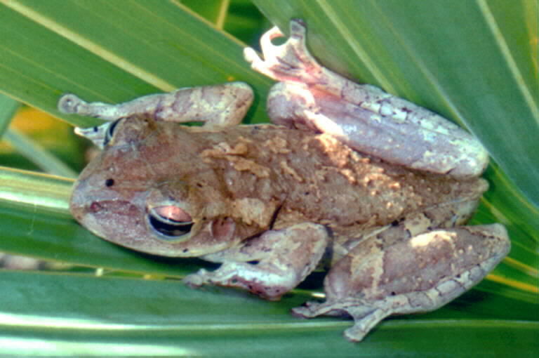 Image of Cuban Treefrog