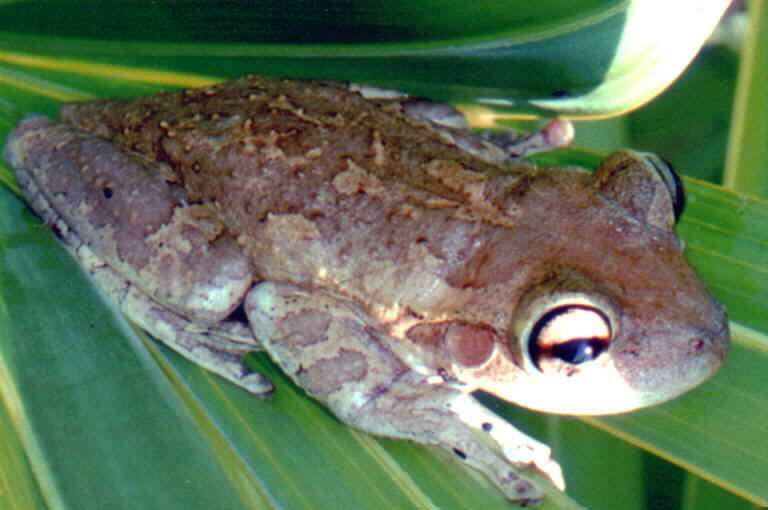 Image of Cuban Treefrog