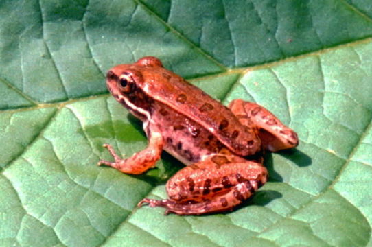 Image of southern leopard frog