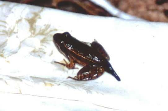 Image of southern leopard frog