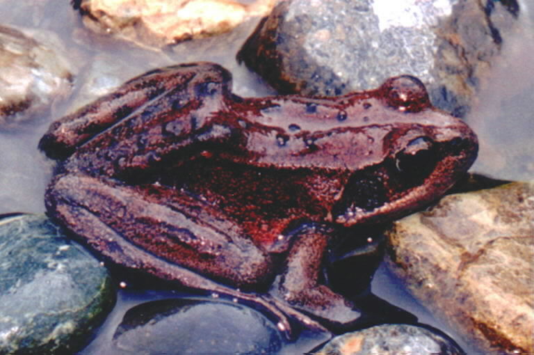 Image of Northern Red-legged Frog