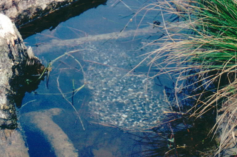 Image of Northern Red-legged Frog