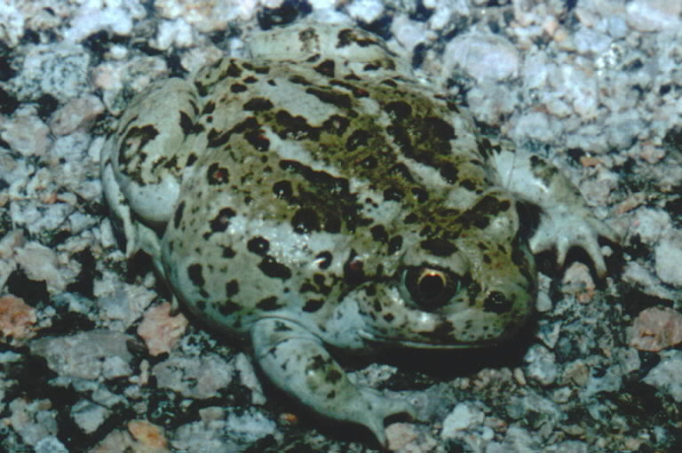 Image of Great Basin Spadefoot