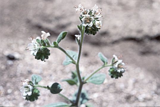 Image of Santa Lucia phacelia