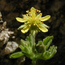 Sivun Ivesia saxosa (Lemmon ex E. Greene) B. Ertter kuva