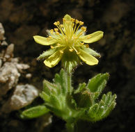 Image de Ivesia saxosa (Lemmon ex E. Greene) B. Ertter