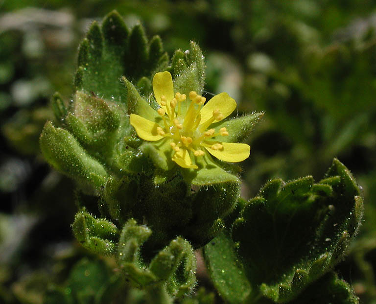 Image de Ivesia saxosa (Lemmon ex E. Greene) B. Ertter