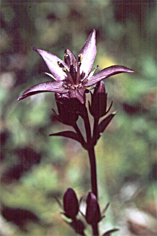 Image of felwort