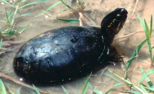 Image of Common Mud Turtle